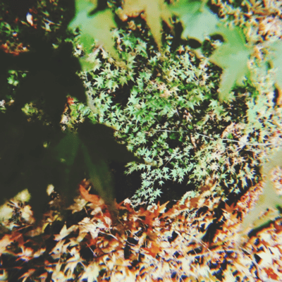 電掣錦秋 +1のジャケット写真