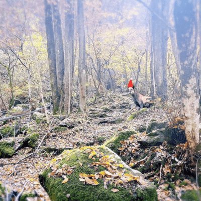 ジングルベルのジャケット写真