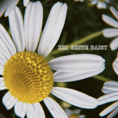 Daisy Fall in Love Front Cover