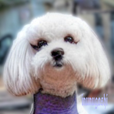 INUNUGASHIのジャケット写真