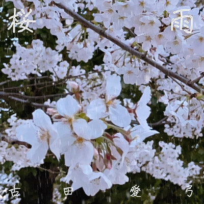 桜雨のジャケット写真