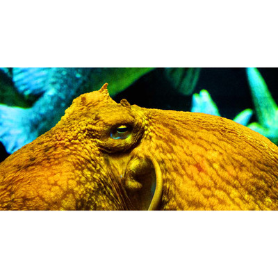 luv me tokioのジャケット写真