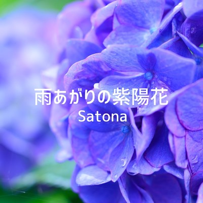 Hydrangea after the rain Front Cover