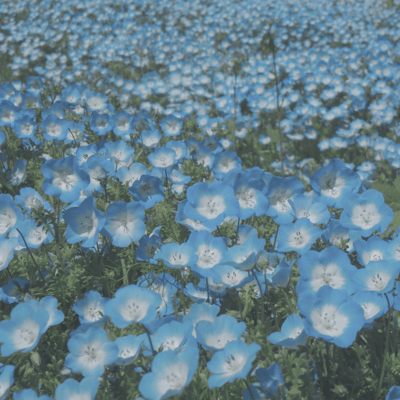 Nemophila Front Cover