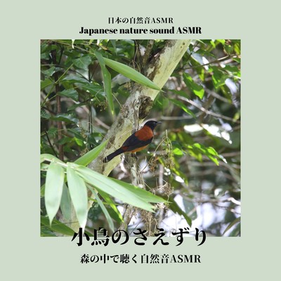 chirping of birds -Nature Sound ASMR Listening in the Forest- Front Cover