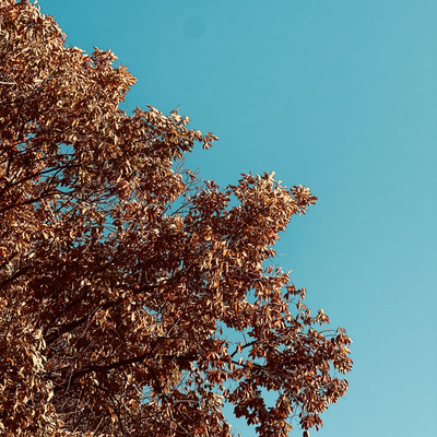 Daijobuのジャケット写真