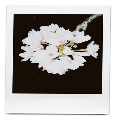 Little Flower Front Cover