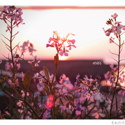 soredake Front Cover