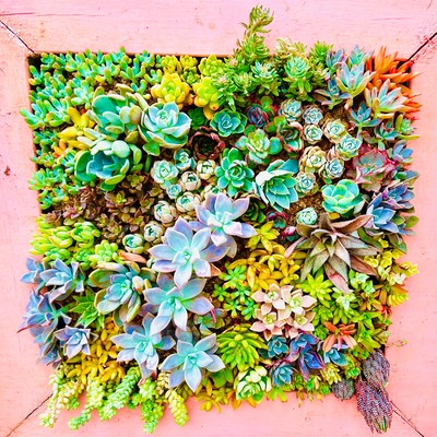 Philica (Fukuhara language ver)のジャケット写真