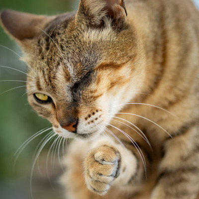 叱られトゥエンティのジャケット写真