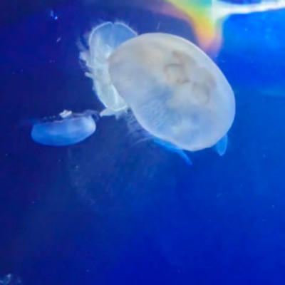 cruel world Front Cover