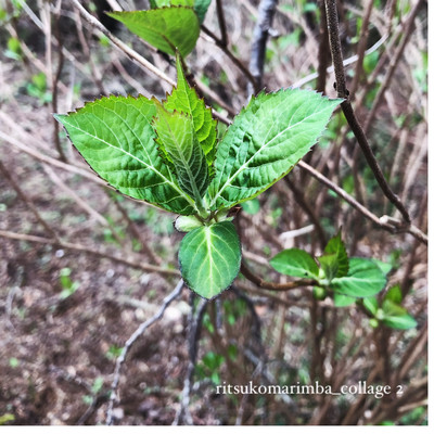 ritsukomarimba_collage 2のジャケット写真