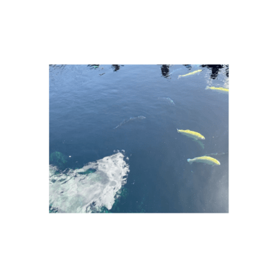 I'm not sure. Front Cover