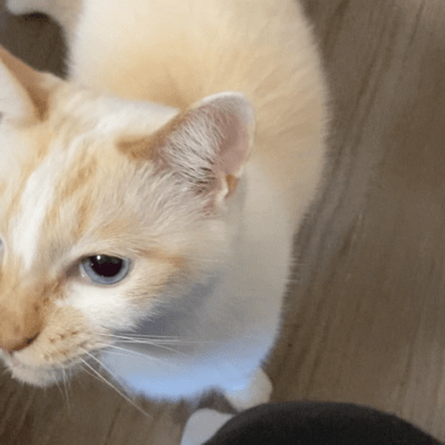 絶望のダンス (feat. 初音ミク)のジャケット写真