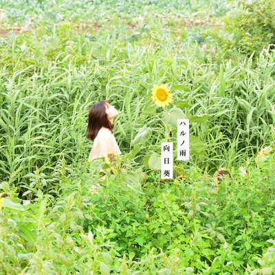 himawari Front Cover