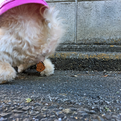 うんち・うんぽこ・うんちっちのジャケット写真