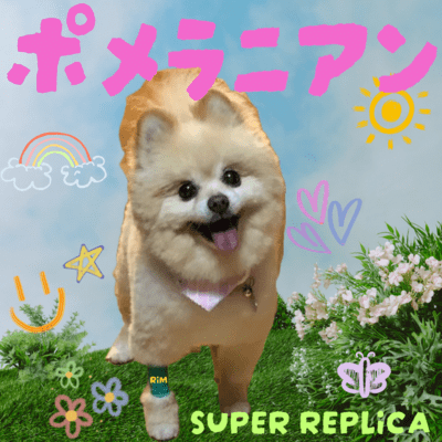 ポメラニアンのジャケット写真