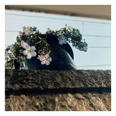 Nemophila Front Cover