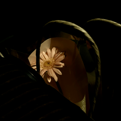 Gerbera Front Cover
