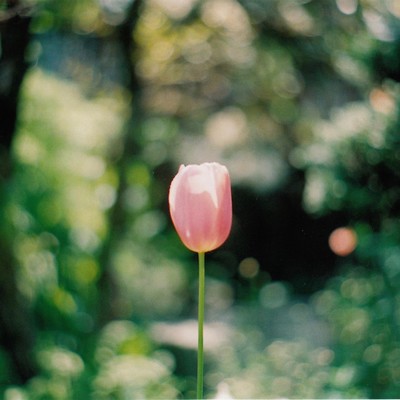 Albireo (PANDA MIX) Front Cover