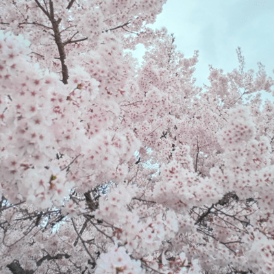 春の日は過ぎゆくのジャケット写真