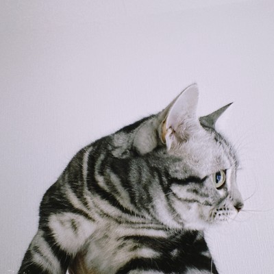 祈りのジャケット写真