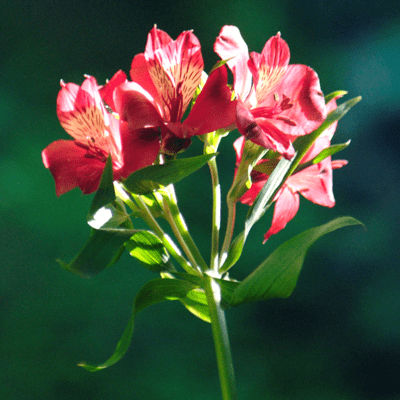 Saiwaiのジャケット写真