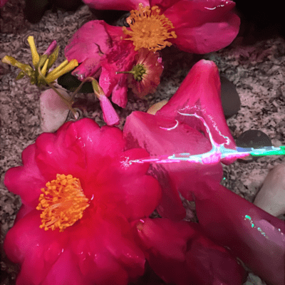 Cosmoのジャケット写真