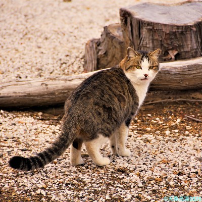 ALWAYS WHEN I LOOK BACK Front Cover