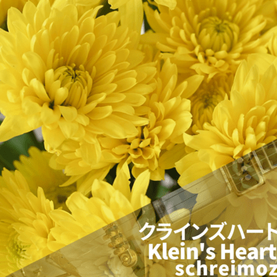 Klein's Heart Front Cover