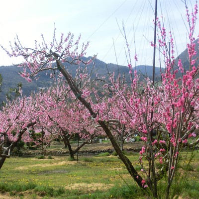 yamanashi no haru Front Cover