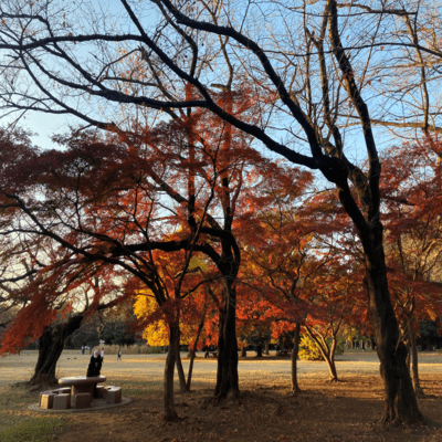 Fallen Leaves Front Cover