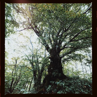 スプリングタイム・フォーエバーのジャケット写真