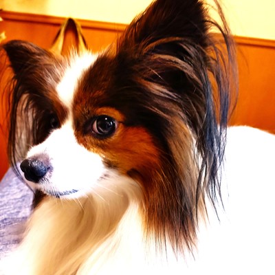 Dragobfly (feat. AKIKO) Front Cover