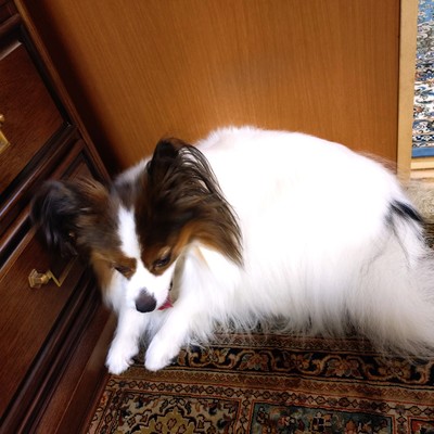 花の森 (feat. AKIKO)のジャケット写真