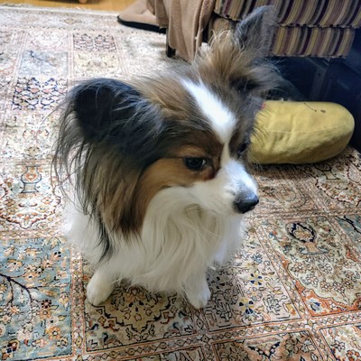 新しい靴 (feat. AKIKO)のジャケット写真