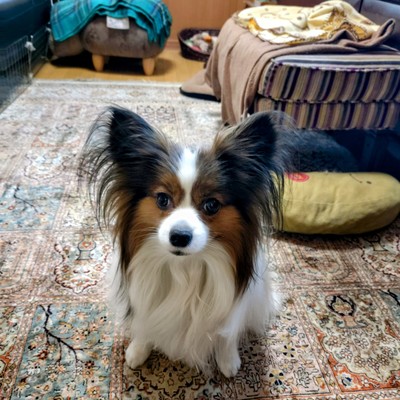 夕立 (feat. AKIKO)のジャケット写真