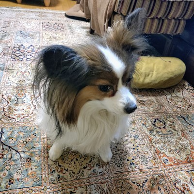 ミツバチのジャケット写真