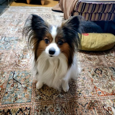 海潮音 (feat. AKIKO)のジャケット写真