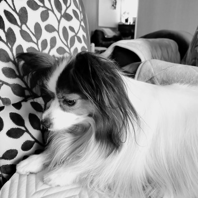 清らかな花 (feat. AKIKO)のジャケット写真