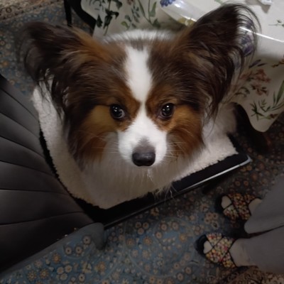 Dark Rain (feat. AKIKO) Front Cover