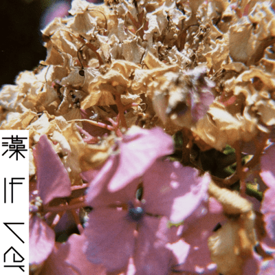 藻 (IF Ver.)のジャケット写真
