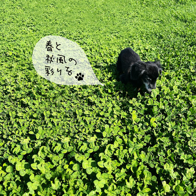 春と秋風の彩りをのジャケット写真
