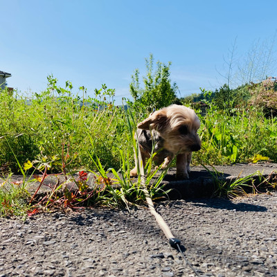 If you walk with a dog, you won't hit the stick Front Cover