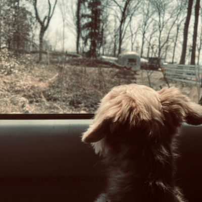 rock and roll dendo kokesi Front Cover