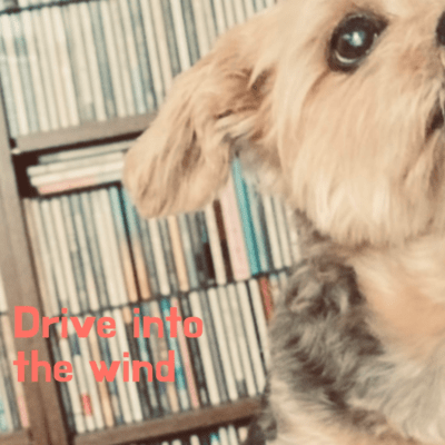 Drive into the windのジャケット写真