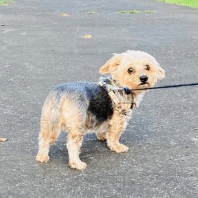 何故かクリスマスは忙しいのジャケット写真