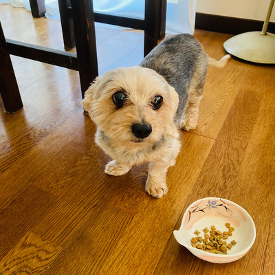 keihaku ongakubu kuzuojisan no demo ongenshuu Front Cover