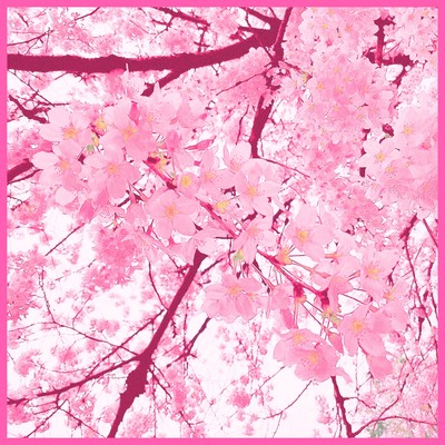 花の散るらむのジャケット写真