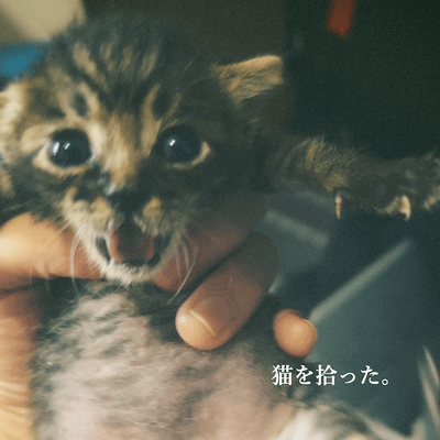 猫を拾った。のジャケット写真